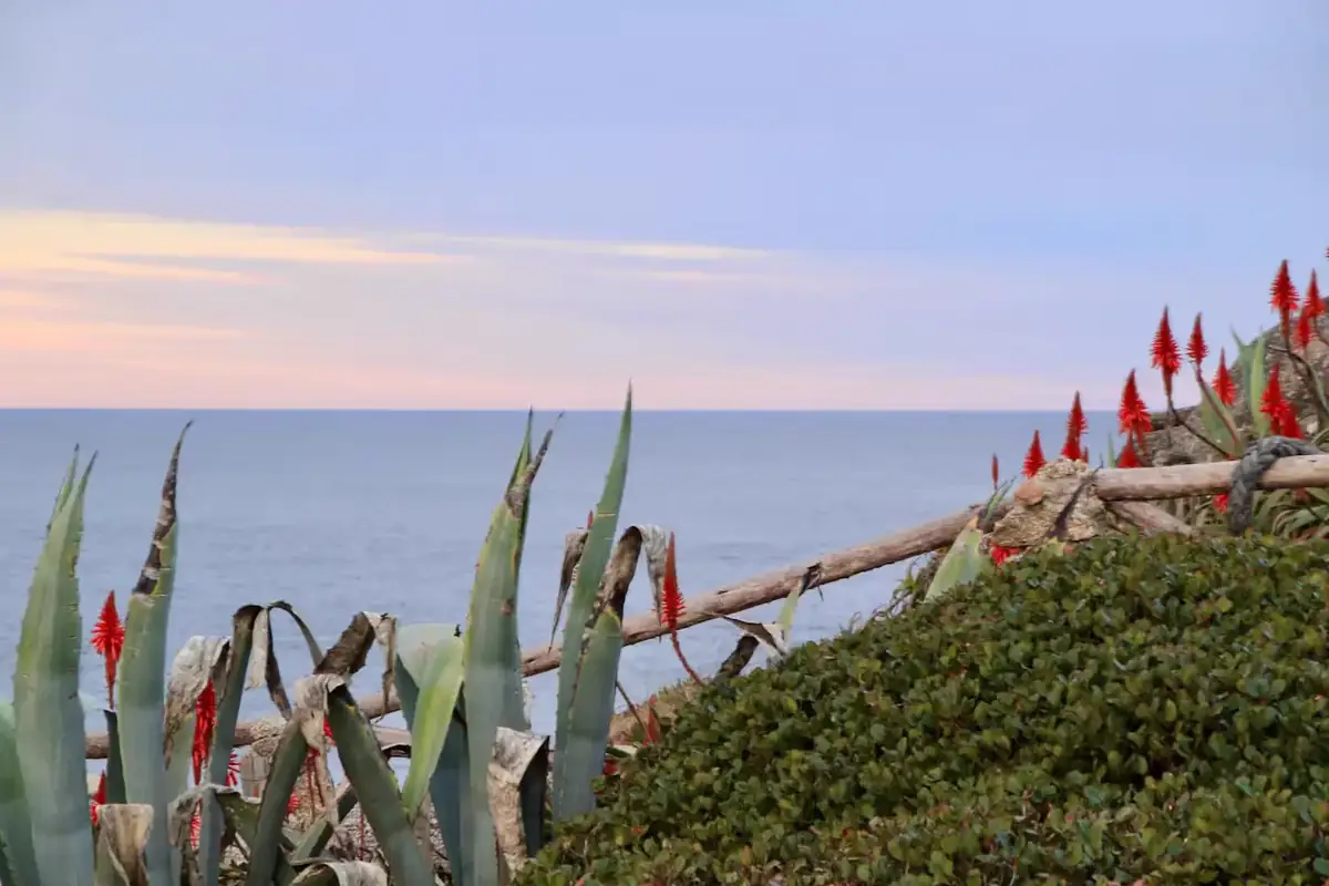 Vista al océano entre agaves y flores rojas